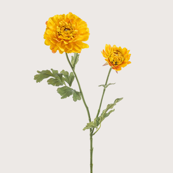 Japanese Ranunculus Yellow H65