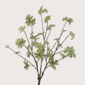 Geranium Cutter Green H86