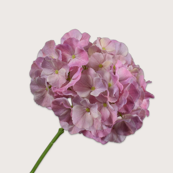 Hortensia Tak Roze H75