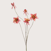 Aquilegia Tak Fuchsia H93
