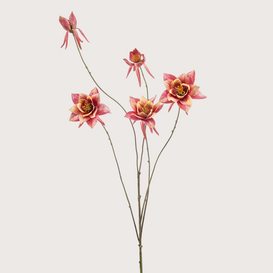 Aquilegia Branch Fuchsia H93