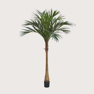 Majesty Palm H225 D140