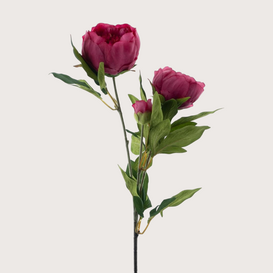 Pioenroos Fuchsia H65