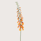 Digitalis Tak Oranje H126