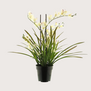 Orchid Plant Cream H71
