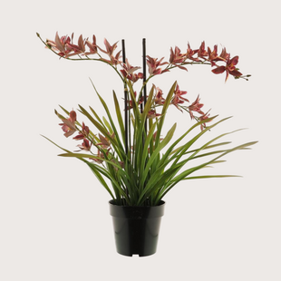 Orchid Plant Red H71