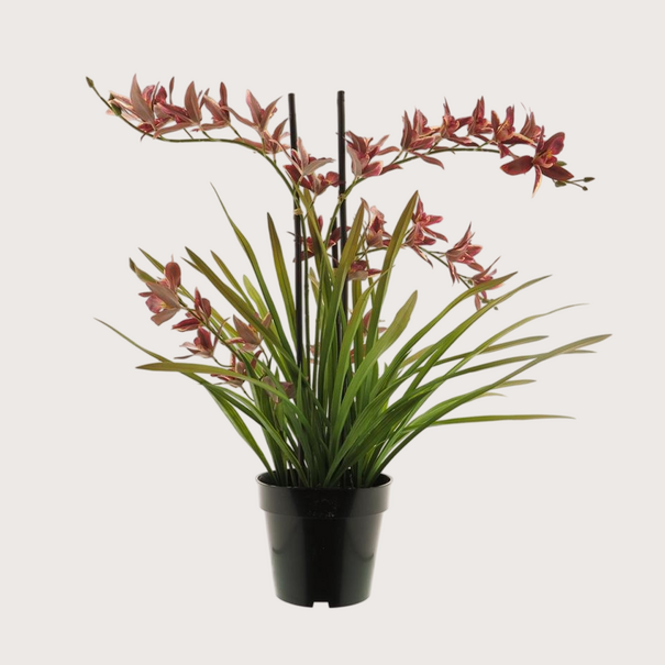 Orchidee Plant Rood H71