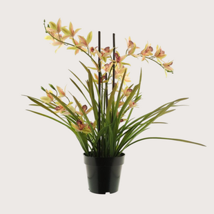 Orchid Plant Yellow H71