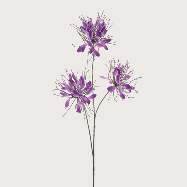 Spider Branch Purple H94