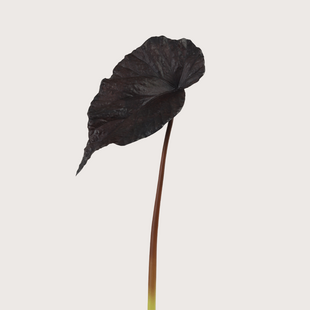 Alocasia Leaf Brown/Purple H58