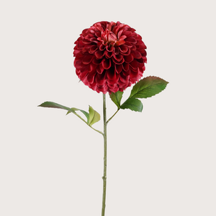 Dahlia Branch Red H77
