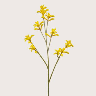 Kangaroo Paw Branch Yellow H85