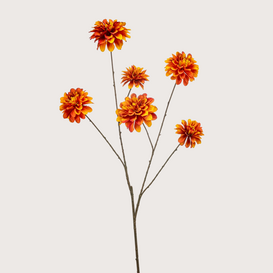 Dahlia Tak Oranje H110