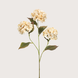Hydrangea Tak Creme H77