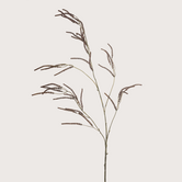 Amaranthus Branch Brown H100