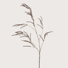 Amaranthus Branch Brown H100