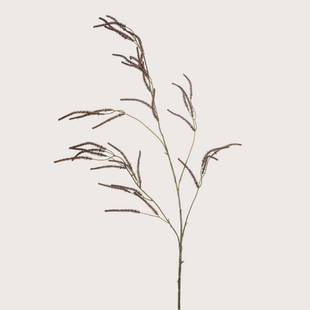 Amaranthus Branch Brown H100