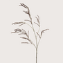 Amaranthus Branch Brown H100