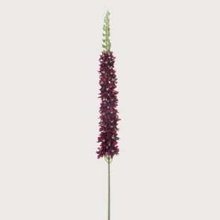 Eremurus Tak Rood H105