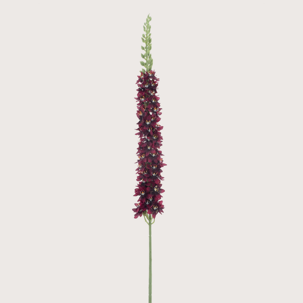Eremurus Branch Red H105