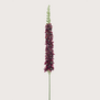Eremurus Tak Rood H105
