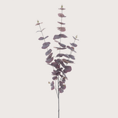 Eucalyptus Paars H120