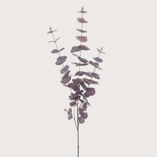 Eucalyptus Paars H120