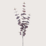Eucalyptus Paars H120