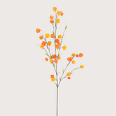 Physalis Branch Orange H110