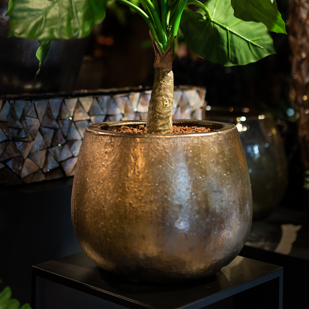 Small box fine bark 10L