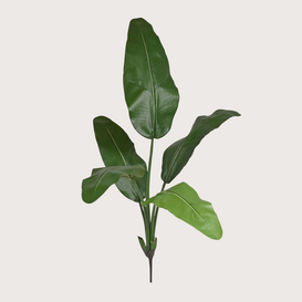 Strelitzia Plug H100