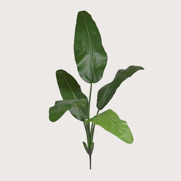 Strelitzia Plug H100