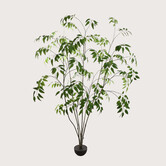 Eucalyptus Boom H250 D150