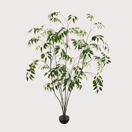 Eucalyptus Boom H250 D150
