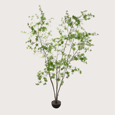 Enkianthus  H245