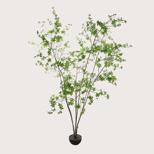 Enkianthus  H245