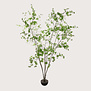 Enkianthus  H245