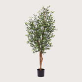 Olive Tree UV H150