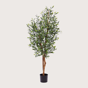 Olive Tree UV H150