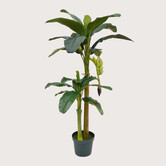 Banana Plant H180 D115