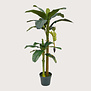 Banana Plant H180 D115