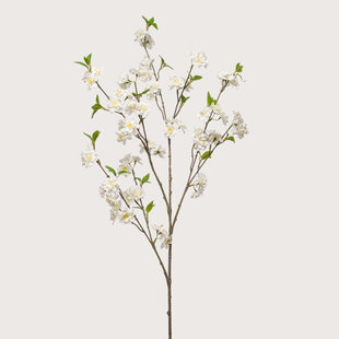 Bloesem Cherry Crème H120