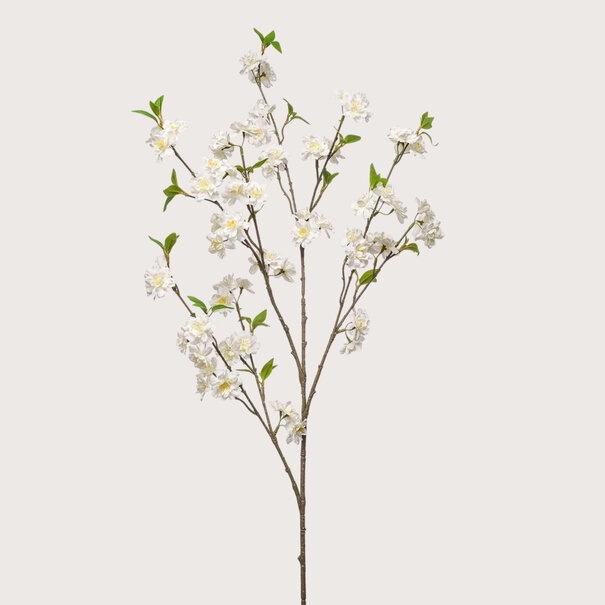 Bloesem Cherry Crème H120