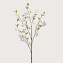 Bloesem Cherry Crème H120