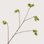 Green hop branch, 108 cm