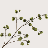 Physalis Tak Groen H125