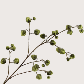 Physalis Tak Groen H125