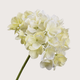 Hortensia Creme 48cm