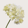 Hydrangea Cream 48cm