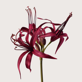 Lily Branch Purple H90